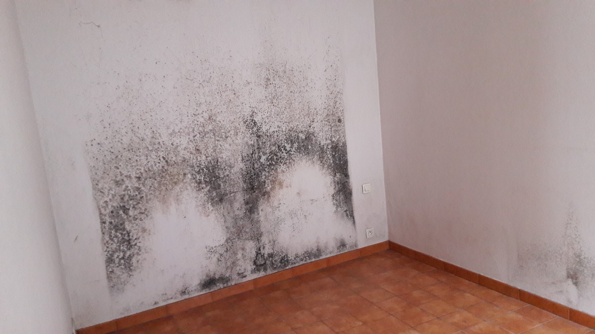 Moisissures - Expertise humidité à Saint-Brieuc